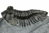 Bug-Eyed Coltraneia Trilobite Fossil - Ofaten, Morocco #352677-3